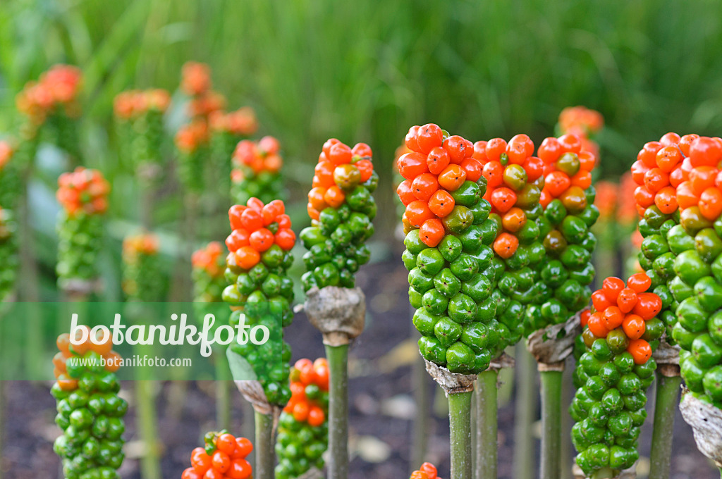 487111 - Italienischer Aronstab (Arum italicum)