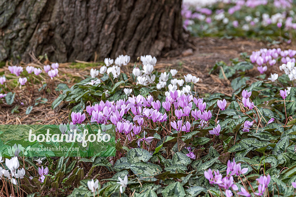 651206 - Ivy-leaved cyclamen (Cyclamen hederifolium syn. Cyclamen neapolitanum)
