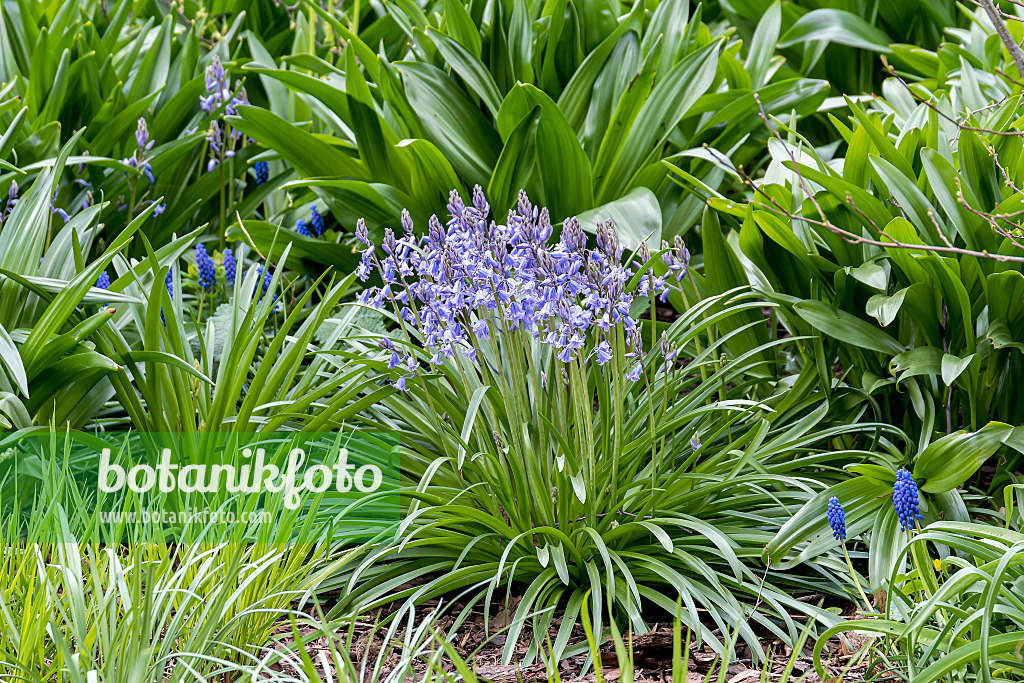 651330 - Jacinthe d’Espagne (Hyacinthoides hispanica)