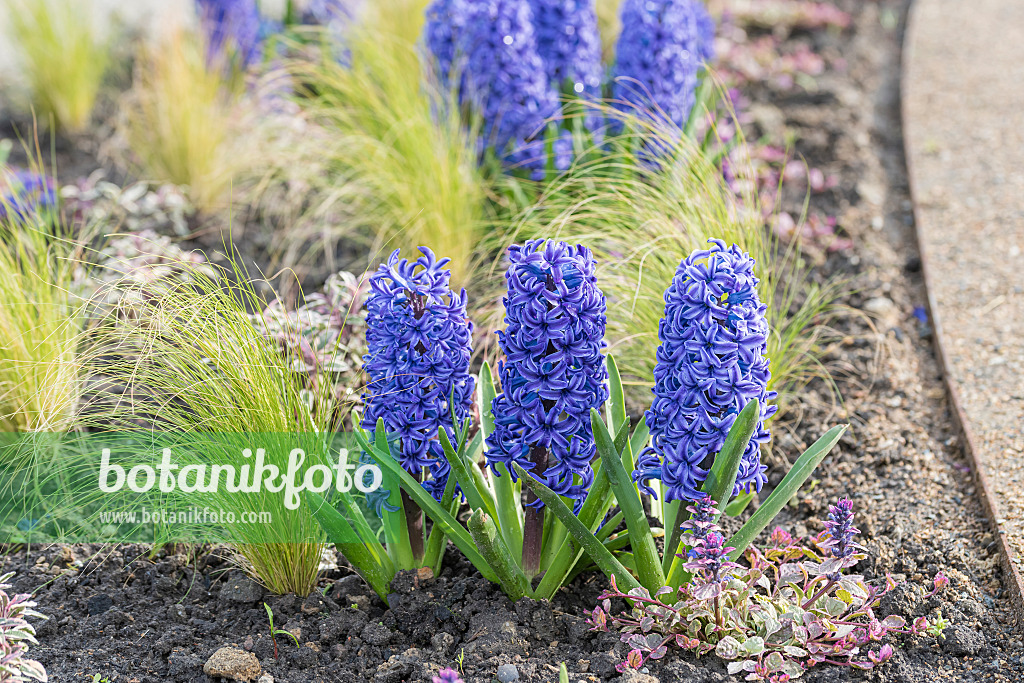 616410 - Jacinthe d'Orient (Hyacinthus orientalis 'Blue Jacket')
