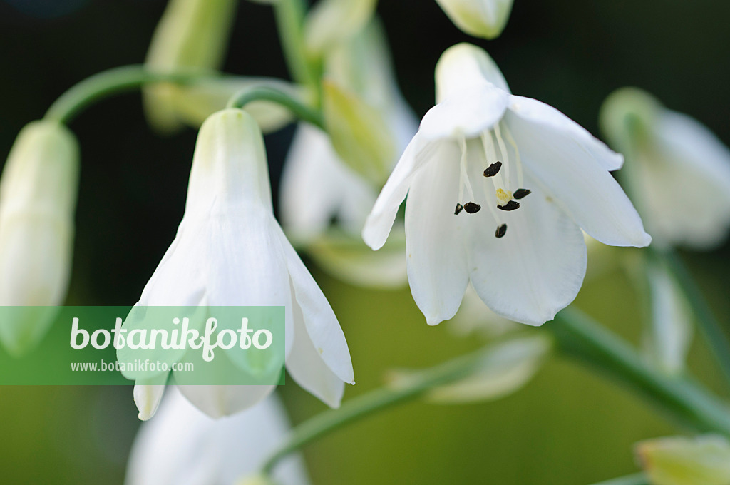 488015 - Jacinthe du Cap (Galtonia candicans)