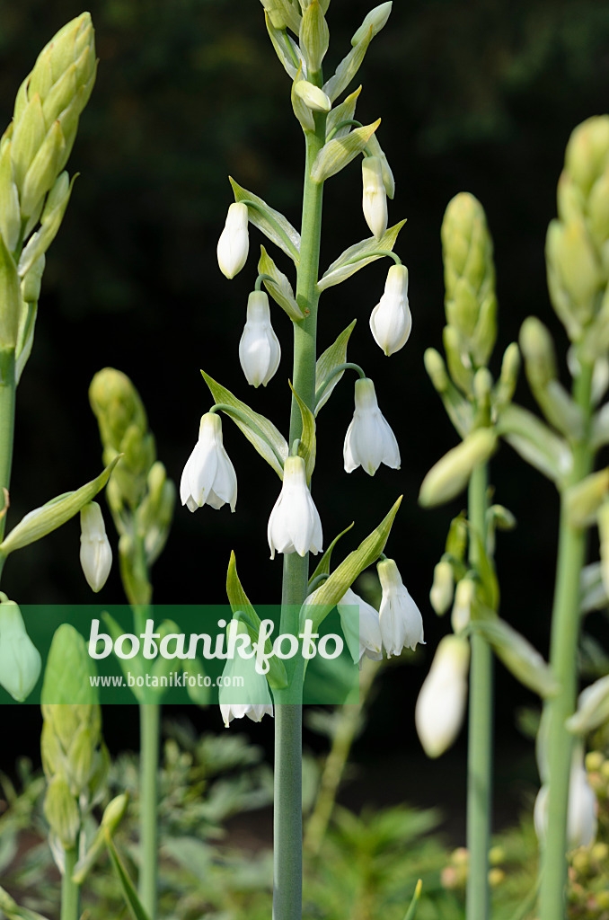 534297 - Jacinthe du Cap (Galtonia candicans)