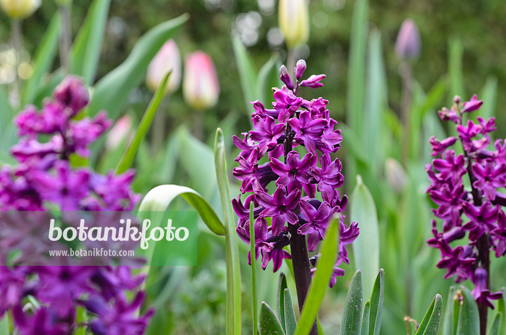 495175 - Jacinthe (Hyacinthus)