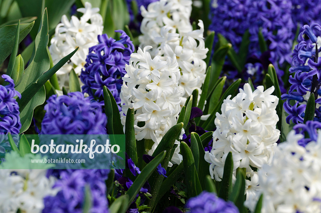 483224 - Jacinthes (Hyacinthus)