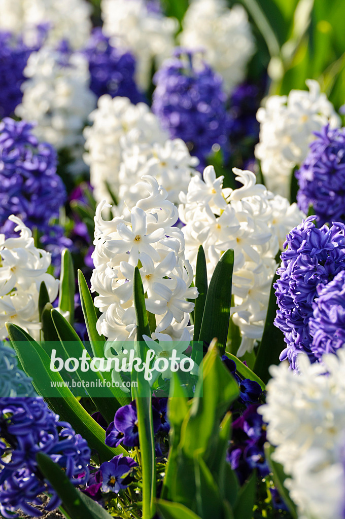 483248 - Jacinthes (Hyacinthus)