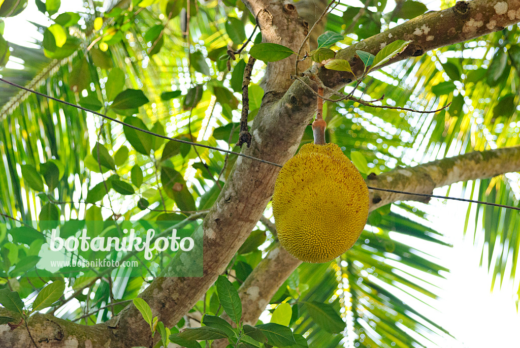 525485 - Jackfruit (Artocarpus heterophyllus)