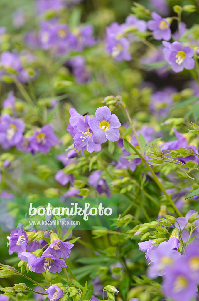 533402 - Jacob's ladder (Polemonium Lambrook Mauve)