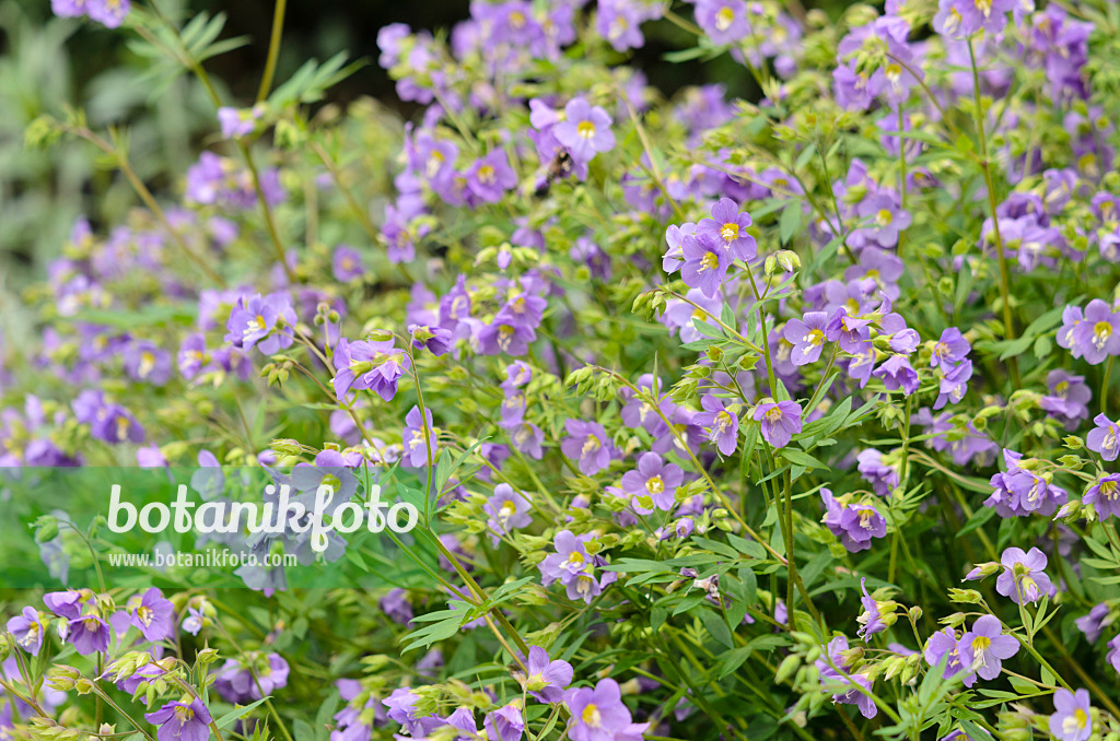 533403 - Jacob's ladder (Polemonium Lambrook Mauve)