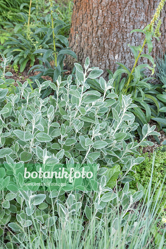 635018 - Jakobskraut (Brachyglottis compacta 'Sunshine')
