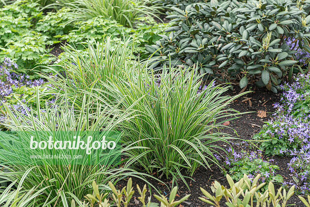 651140 - Japan-Segge (Carex morrowii 'Ice Dance')