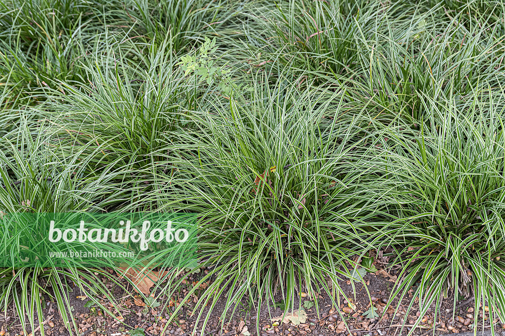 651142 - Japan-Segge (Carex morrowii 'Variegata')