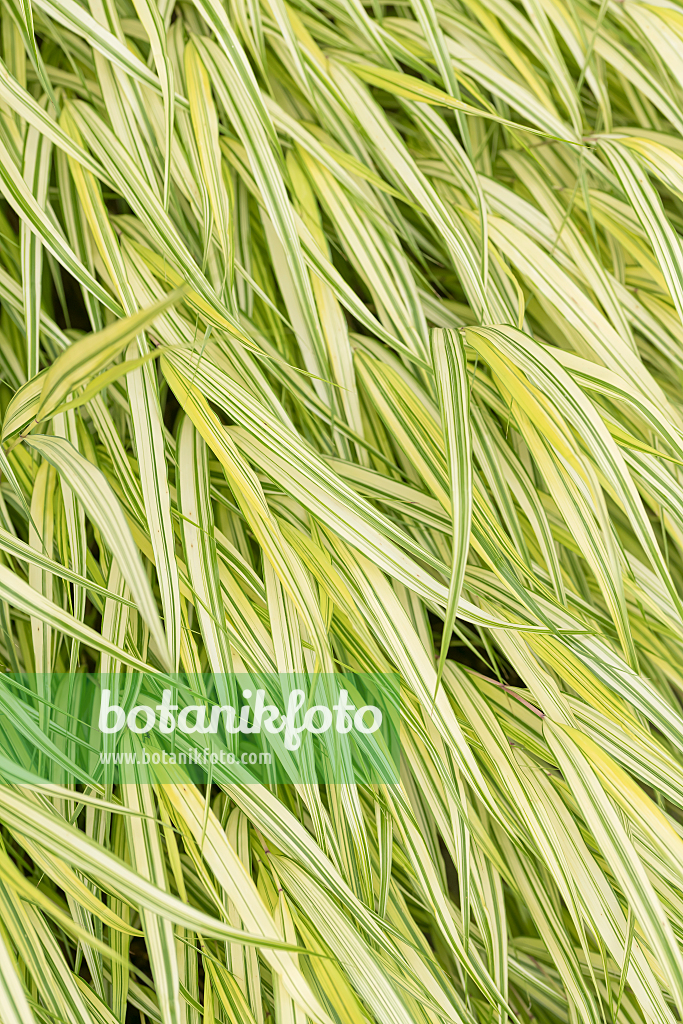 664158 - Japan-Waldgras (Hakonechloa macra 'Aureola')