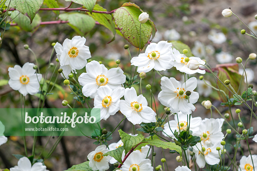 651067 - Japanese anemone (Anemone hupehensis var. japonica 'Honorine Jobert')