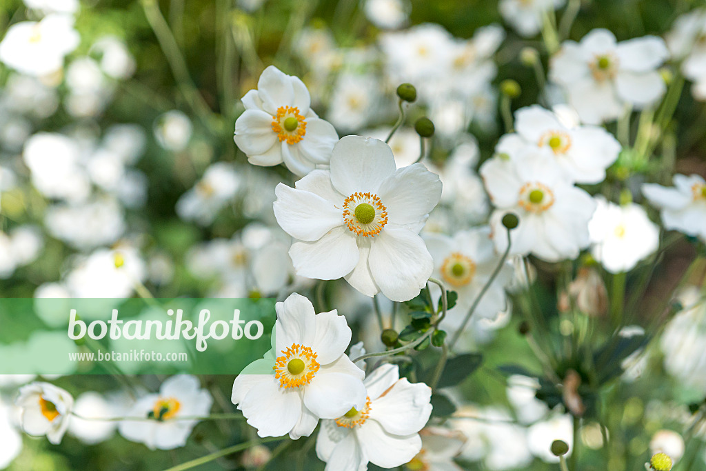 651068 - Japanese anemone (Anemone hupehensis var. japonica 'Honorine Jobert')