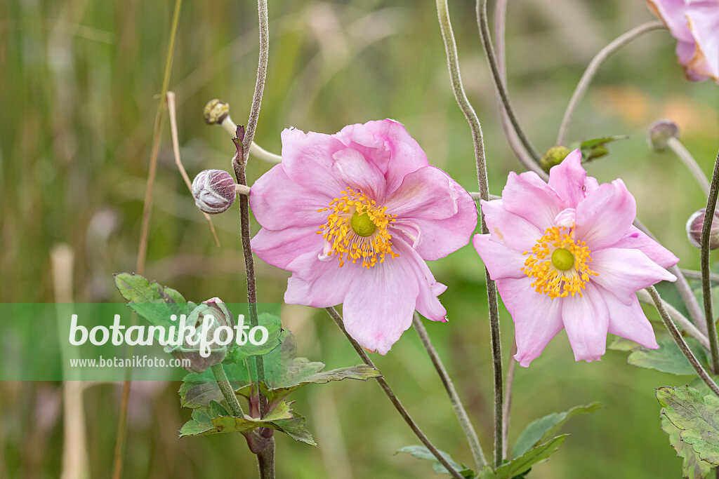675012 - Japanese anemone (Anemone hupehensis var. japonica 'Königin Charlotte')