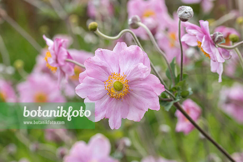 675013 - Japanese anemone (Anemone hupehensis var. japonica 'Königin Charlotte')