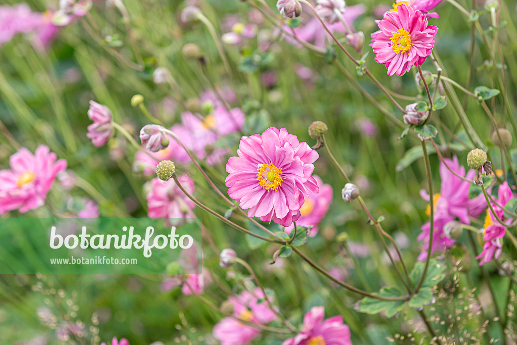 651069 - Japanese anemone (Anemone hupehensis var. japonica 'Pamina')