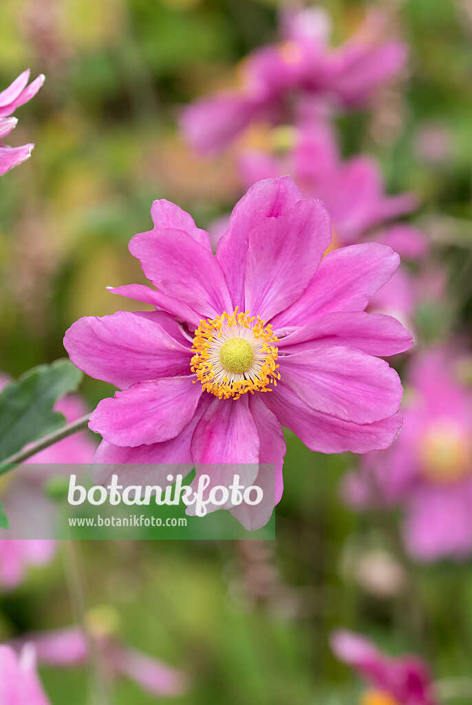 675014 - Japanese anemone (Anemone hupehensis var. japonica 'Pamina')