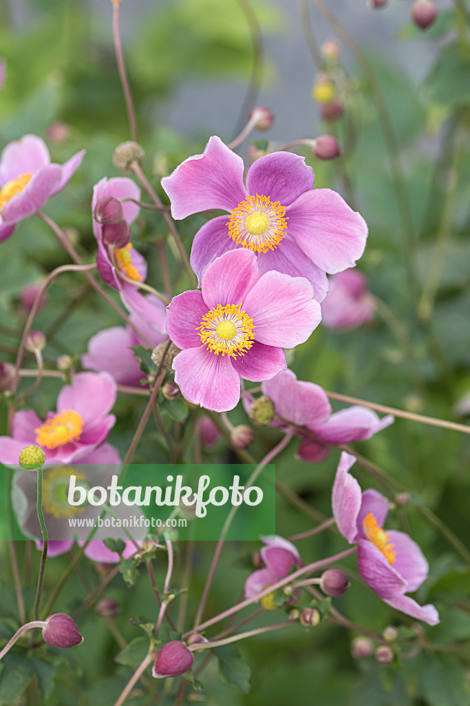 651058 - Japanese anemone (Anemone hupehensis var. japonica 'Praecox')