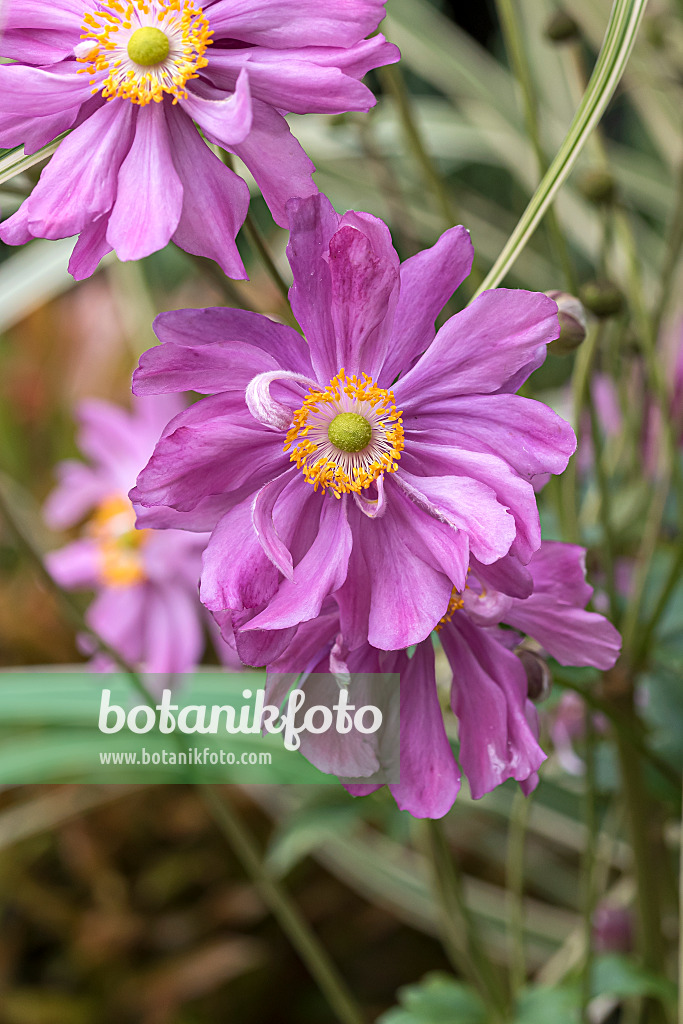 651061 - Japanese anemone (Anemone hupehensis var. japonica 'Prinz Heinrich')
