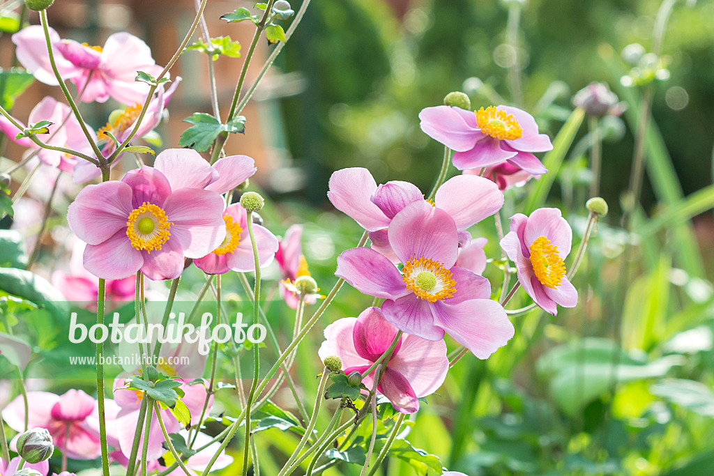 651062 - Japanese anemone (Anemone hupehensis var. japonica 'Splendens')