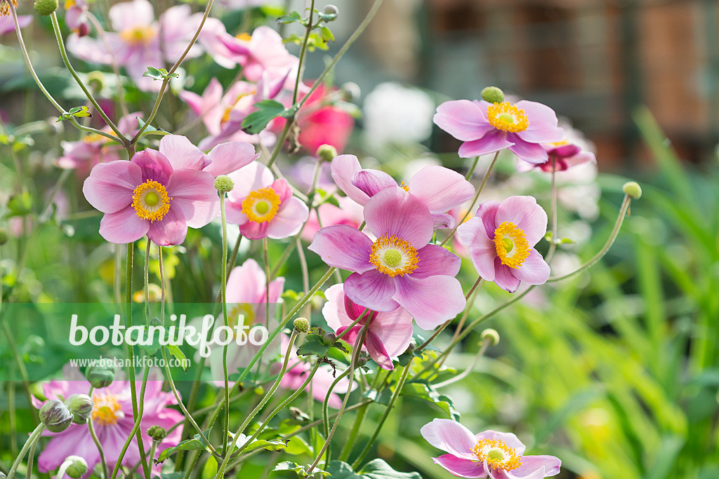 651063 - Japanese anemone (Anemone hupehensis var. japonica 'Splendens')