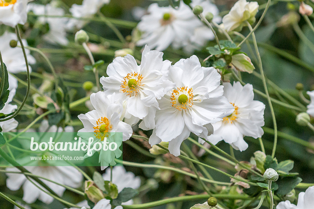651070 - Japanese anemone (Anemone hupehensis var. japonica 'Whirlwind')
