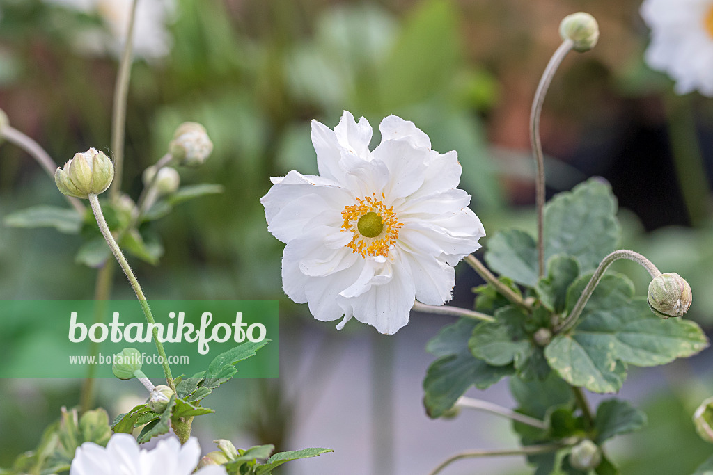 651071 - Japanese anemone (Anemone hupehensis var. japonica 'Whirlwind')