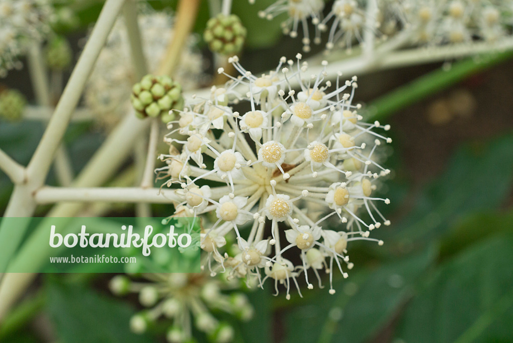609055 - Japanese aralia (Fatsia japonica)