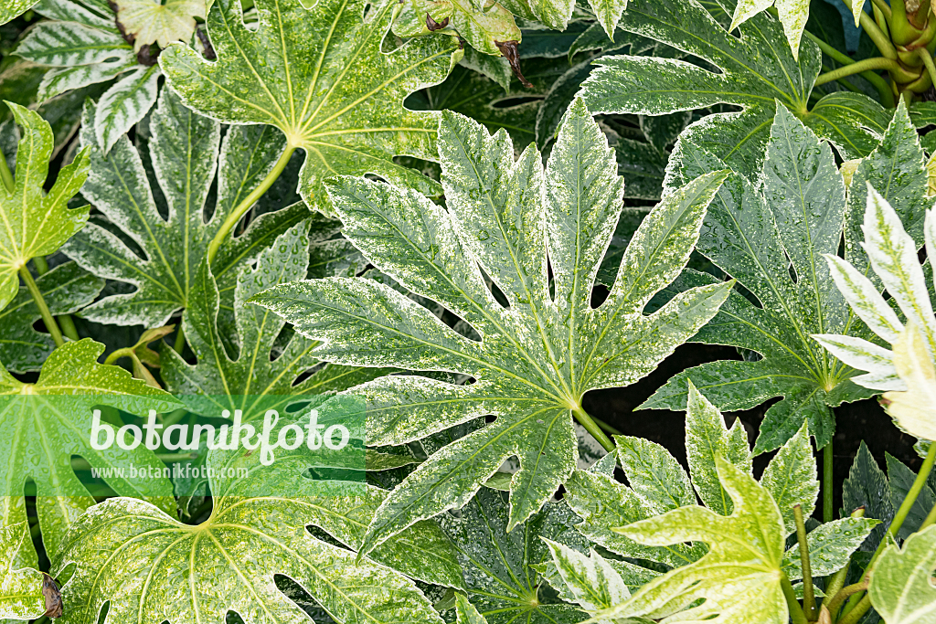 664148 - Japanese aralia (Fatsia japonica 'Spider's Web')