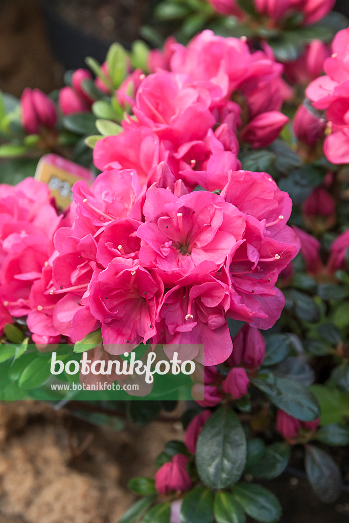 664364 - Japanese azalea (Rhododendron x obtusum 'Canzonetta')