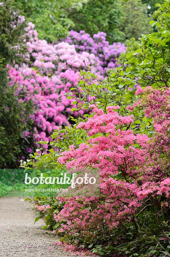 520487 - Japanese azalea (Rhododendron x obtusum 'Hinomayo')