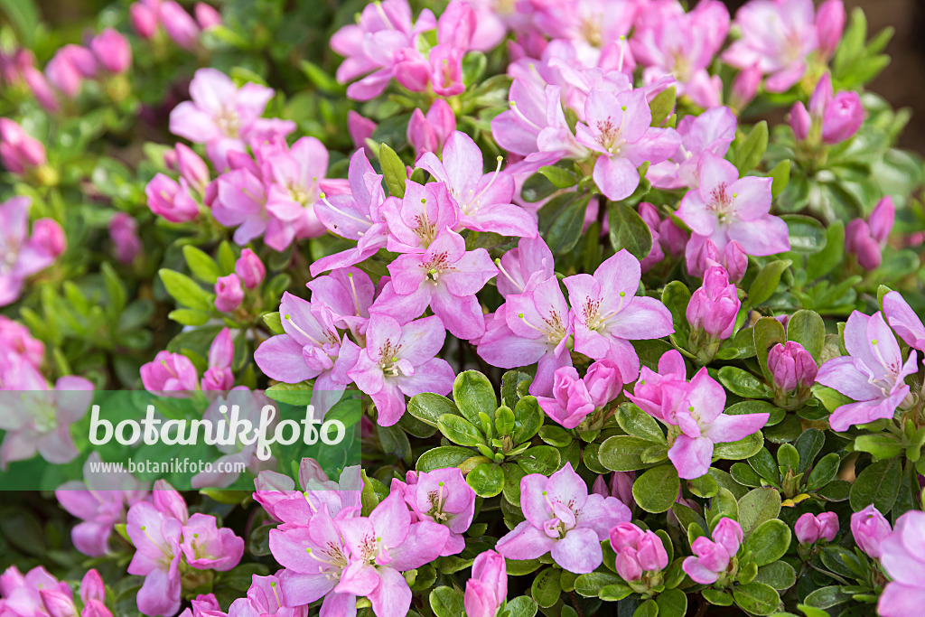 651473 - Japanese azalea (Rhododendron x obtusum 'Negligé')