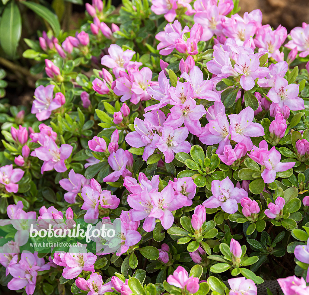 651474 - Japanese azalea (Rhododendron x obtusum 'Negligé')
