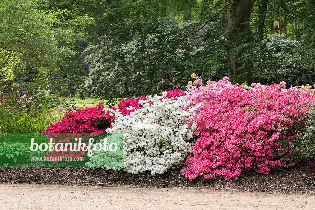 651477 - Japanese azalea (Rhododendron x obtusum 'Schneeglanz')