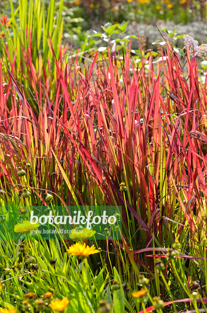 488039 - Japanese blood grass (Imperata cylindrica 'Red Baron' syn. Imperata cylindrica 'Rubra')