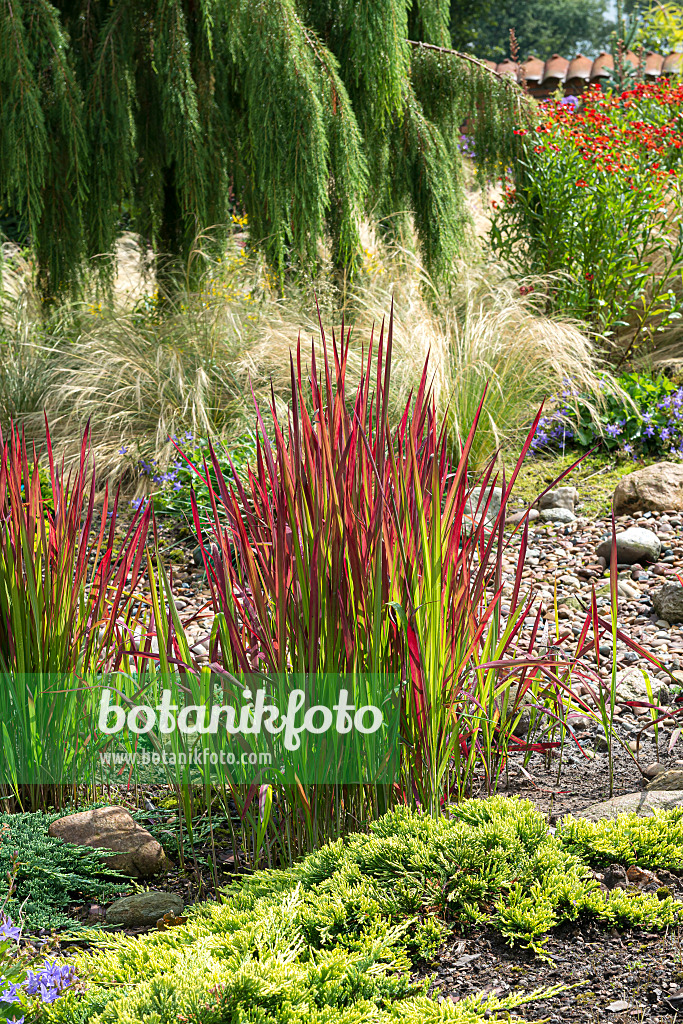 651349 - Japanese blood grass (Imperata cylindrica 'Red Baron' syn. Imperata cylindrica 'Rubra')