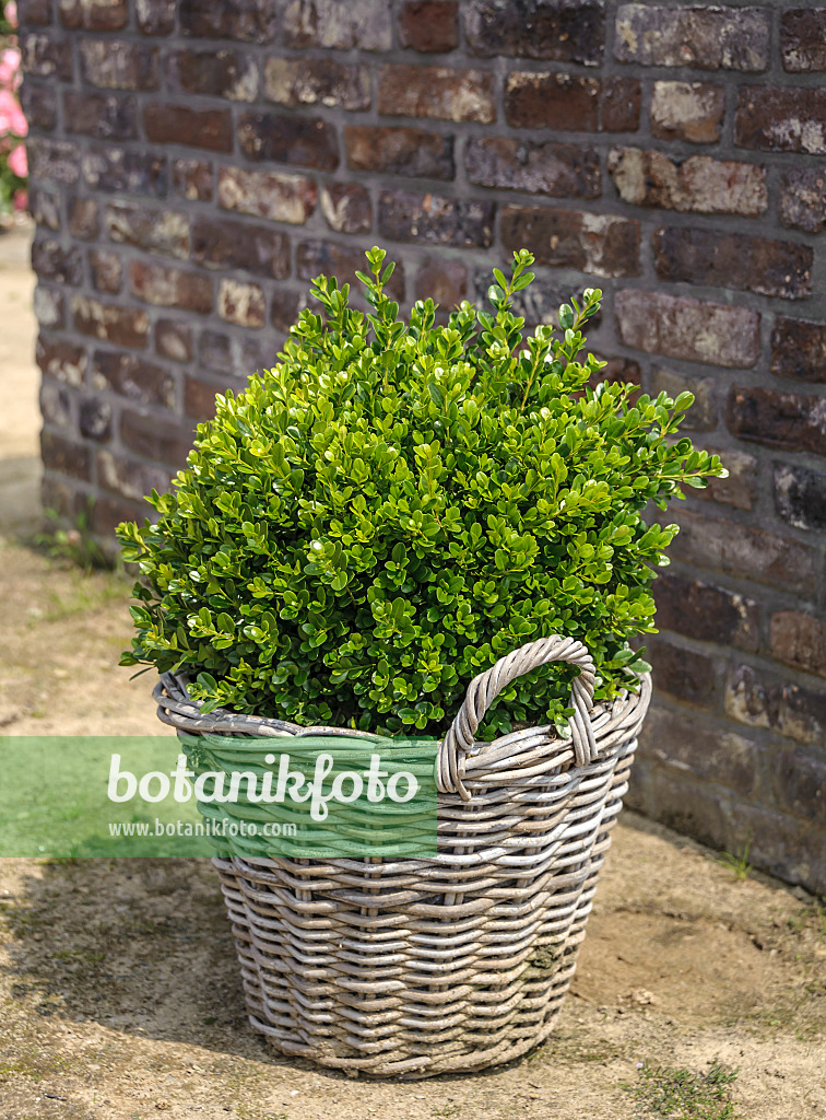547098 - Japanese boxwood (Buxus microphylla 'Faulkner')
