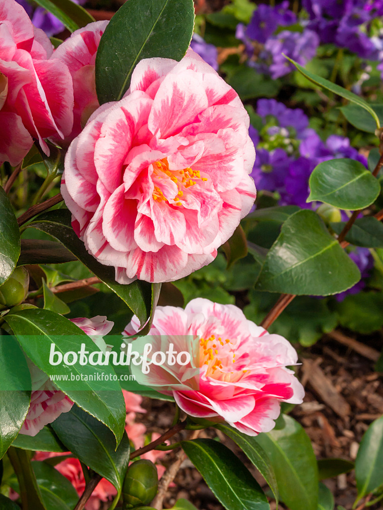 410003 - Japanese camellia (Camellia japonica 'Contessa Lavinia Maggi')