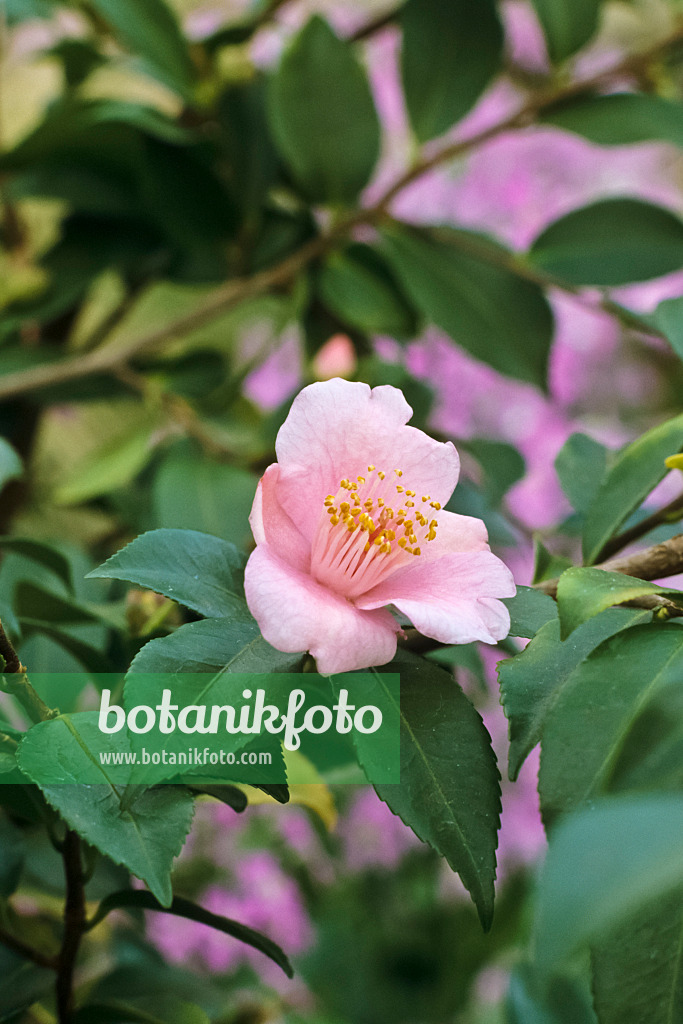387010 - Japanese camellia (Camellia japonica 'Duftglöckchen')
