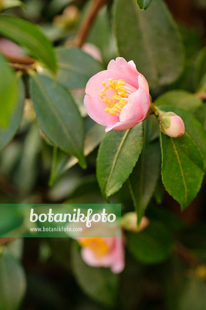480012 - Japanese camellia (Camellia japonica 'Duftglöckchen')