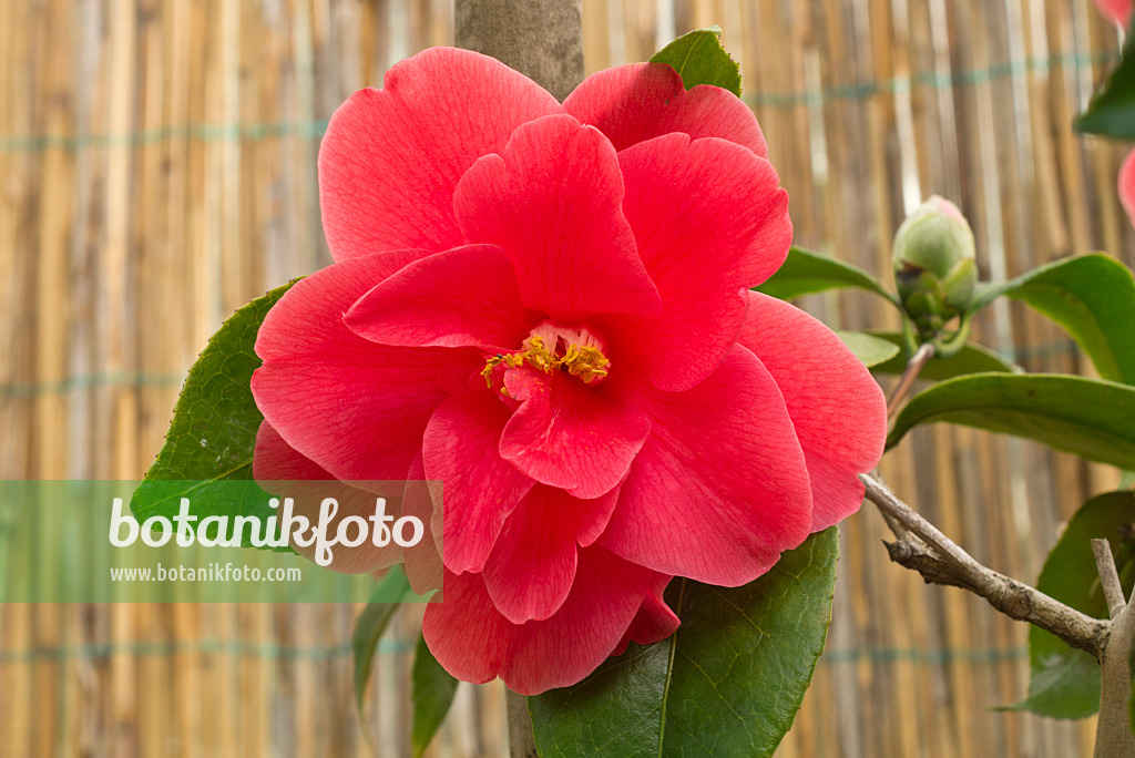 608006 - Japanese camellia (Camellia japonica 'Freedom Bell')