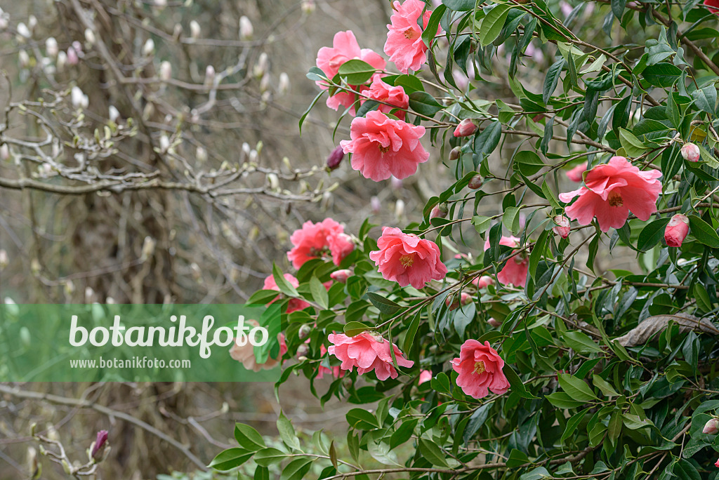 558053 - Japanese camellia (Camellia japonica 'Interval')