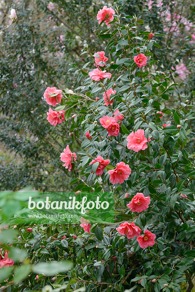 558054 - Japanese camellia (Camellia japonica 'Interval')