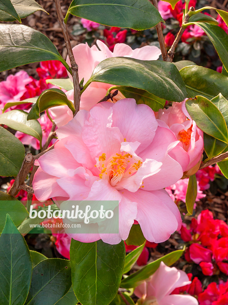 410001 - Japanese camellia (Camellia japonica 'Jutta')