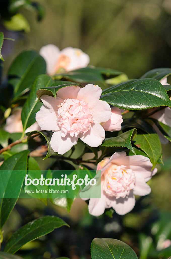 553086 - Japanese camellia (Camellia japonica 'Kewpie Doll')