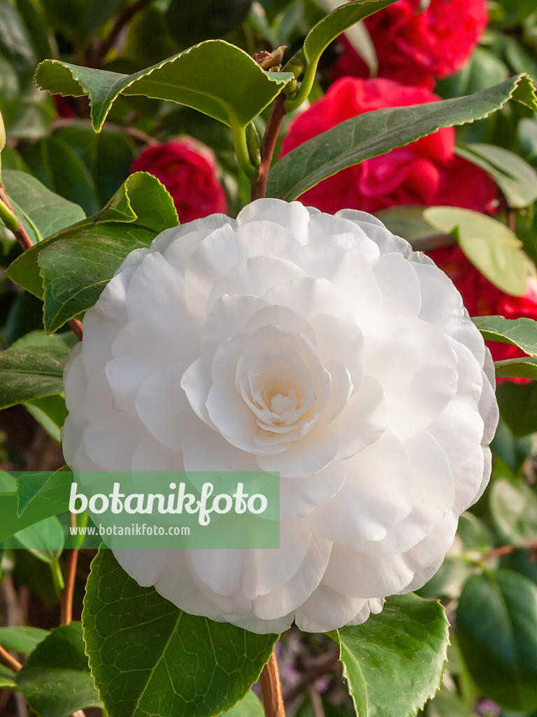 409013 - Japanese camellia (Camellia japonica 'Königsbrück')