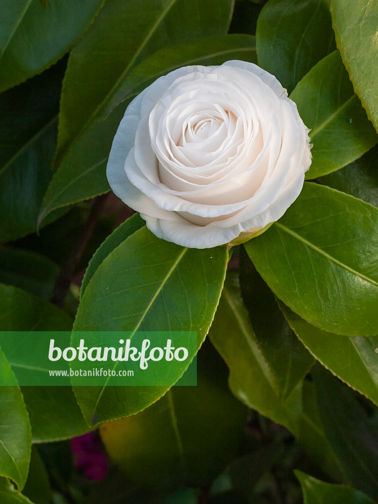 410009 - Japanese camellia (Camellia japonica 'La Pace')