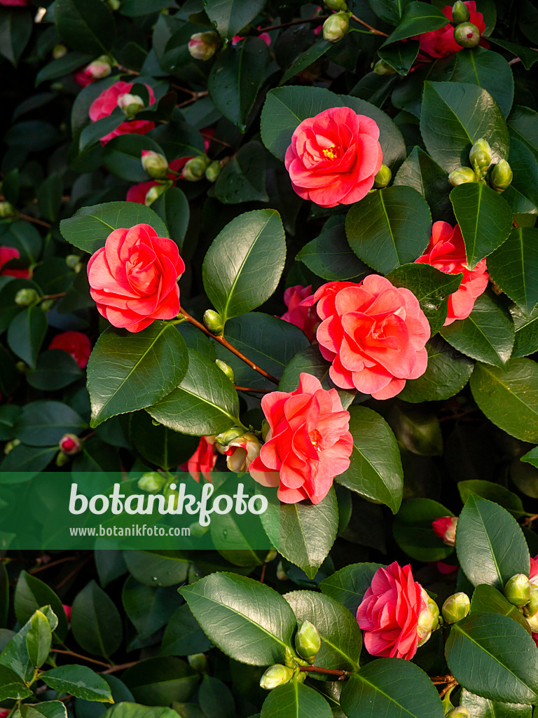 433167 - Japanese camellia (Camellia japonica 'Lady Campbell')