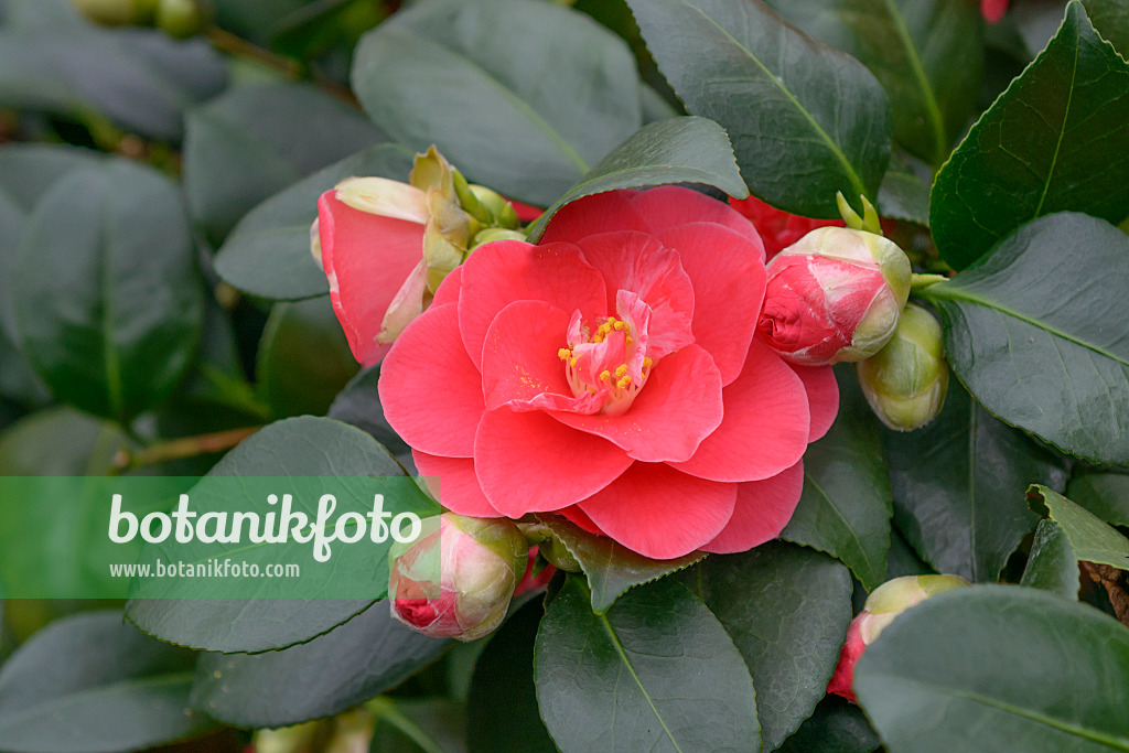 558055 - Japanese camellia (Camellia japonica 'Lady Campbell')